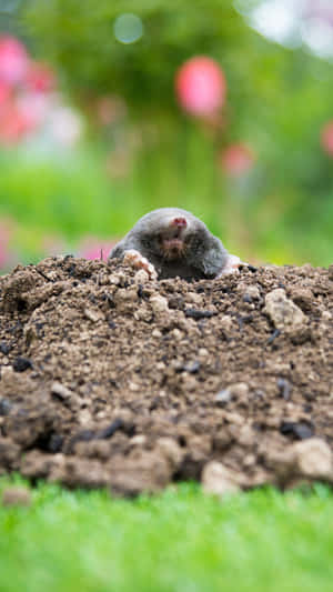 Mole_ Emerging_ From_ Ground.jpg Wallpaper