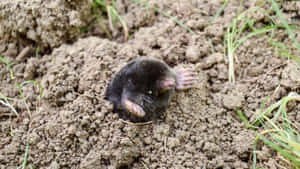 Mole Emerging From Ground.jpg Wallpaper