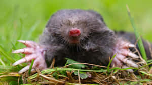 Mole Emerging From Ground.jpg Wallpaper