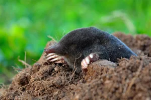 Mole Emerging From Ground.jpg Wallpaper