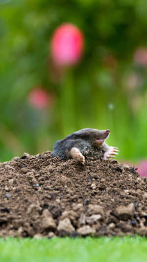 Mole Emerging From Ground.jpg Wallpaper