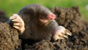 Mole_ Emerging_ From_ Ground.jpg Wallpaper