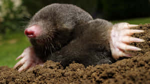 Mole Emerging From Ground.jpg Wallpaper