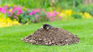 Mole Emerging From Mound Garden Wallpaper