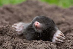 Mole Emerging From Soil.jpg Wallpaper