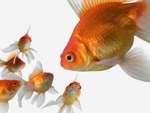 Mom And Baby Goldfish Wallpaper