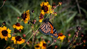 Monarch Butterfly Amidst Wildflowers Wallpaper