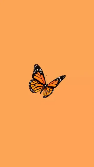 Monarch Butterfly Light Orange Background Wallpaper