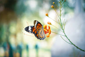 Monarch Butterflyon Flower.jpg Wallpaper