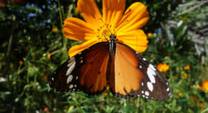 Monarch Butterflyon Orange Flower Wallpaper