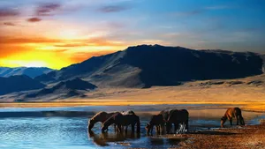 Mongolia's Horses In The Wild Wallpaper