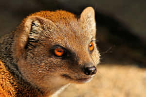 Mongoose Close Up Portrait Wallpaper