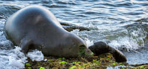 Monk Seal Motherand Pupby Water Wallpaper