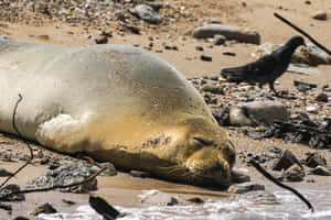 Monk Seal Restingon Beach Wallpaper