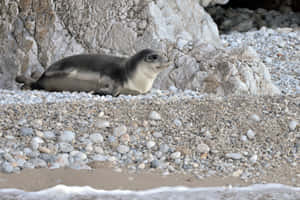 Monk Seal Restingon Pebble Beach Wallpaper