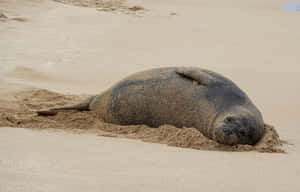 Monk Seal Restingon Sandy Beach Wallpaper