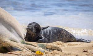 Monk Seal Restingon Sandy Beach Wallpaper