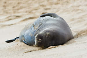 Monk Seal Restingon Sandy Beach Wallpaper