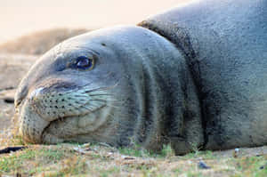 Monk Seal Restingon Shore Wallpaper