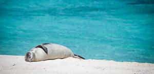 Monk Seal Restingon Tropical Beach Wallpaper