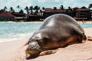 Monk Seal Restingon Tropical Beach Wallpaper