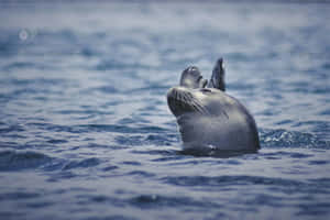 Monk Seal Surfacingin Blue Waters Wallpaper