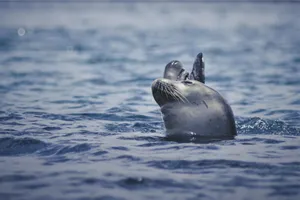 Monk Seal Surfacingin Blue Waters Wallpaper