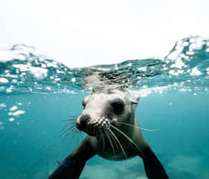 Monk Seal Swimming Underwater.jpg Wallpaper