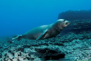 Monk Seal Underwater Exploration Wallpaper