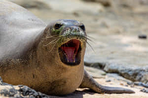 Monk Seal Vocalizingon Beach Wallpaper