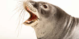 Monk Seal Whiskers Portrait Wallpaper