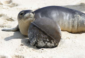 Monk Seal With Helmet On Beach Wallpaper