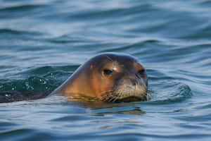 Monk Sealin Ocean Waves Wallpaper