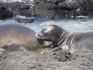 Monk Seals Restingon Rocks Wallpaper