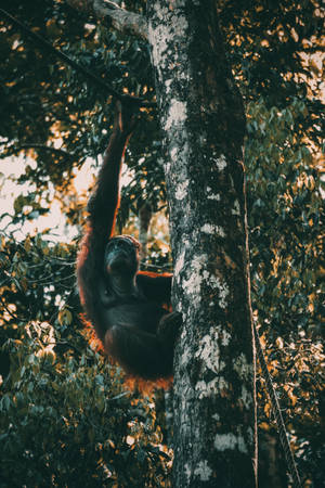 Monkey Climbing Awesome Animal Wallpaper