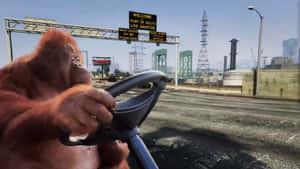 Monkey Driving Meme Wallpaper