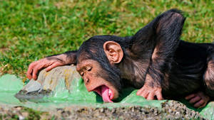 Monkey Food Drink Wallpaper