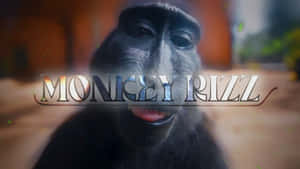 Monkey Grill Meme Wallpaper