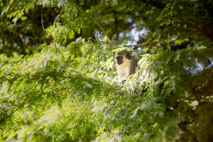 Monkey In Barbados Wallpaper