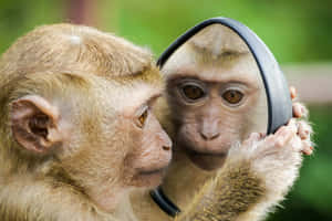 Monkey Looking At Reflection Wallpaper