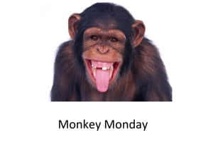 Monkey Monday Meme Wallpaper