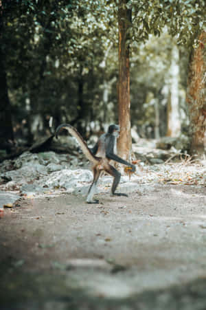 Monkey_ Striding_ Through_ Jungle Wallpaper