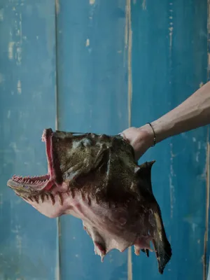 Monkfish Head Heldby Human Wallpaper