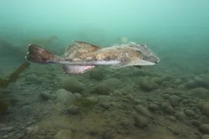 Monkfish Swimming Underwater Wallpaper