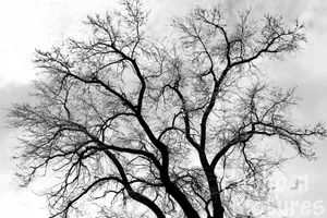 Monochromatic Beauty Of A Tree Wallpaper