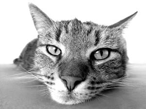 Monochromatic Cat Close-up Wallpaper