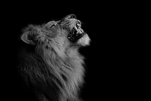 Monochromatic Lion Fangs Wallpaper