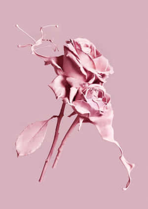 Monochromatic Pink Rose Art Wallpaper