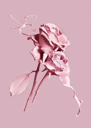 Monochromatic Pink Rose Art Wallpaper
