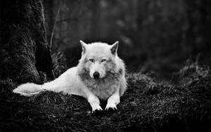 Monochromatic Wolf Desktop Picture Wallpaper